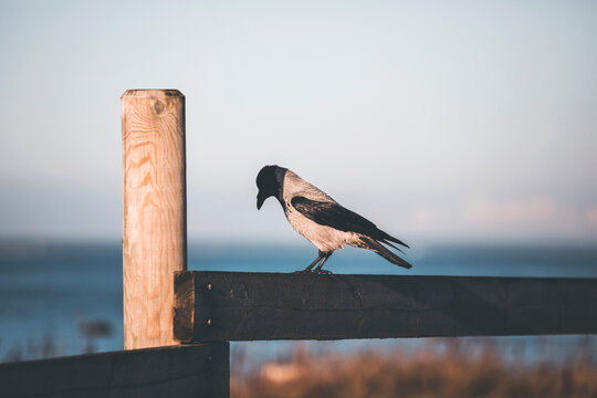 raven on a fench in paljassaare, estonia