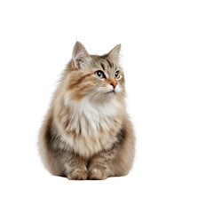 Obraz premium Fluffy Cat with Soft Fur and Stunning Blue Eyes, Elegant and Graceful Feline Portrait ,isolated on transparent background