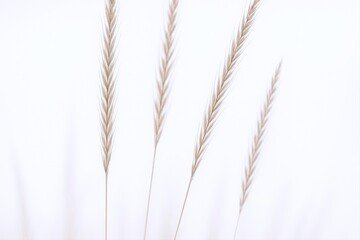Obraz premium Delicate Wheat Stalks Against a Soft White Background, Perfect for Minimalist and Natural Designs