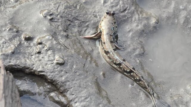 A mudskipper fish resting on a wet muddy surface