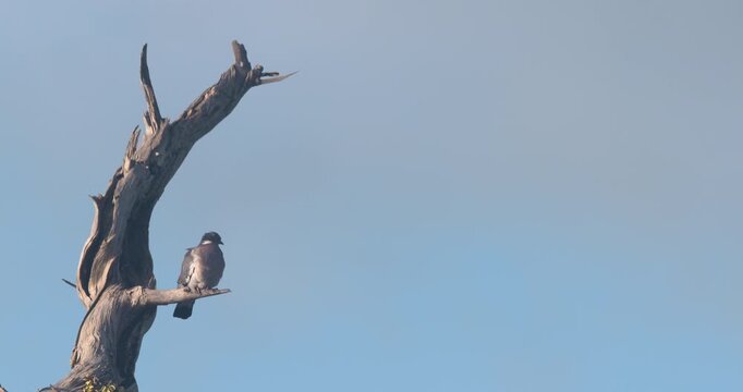 Pigeon dove bird perched on bare tree branch blue sky