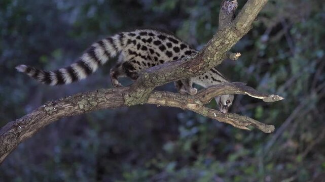 A wild Genet (Genetta genetta) search food an looking for prey, hunting, moves in a natural forest environment habitat, showing agility, balance, and natural behavior of a nocturnal predator.