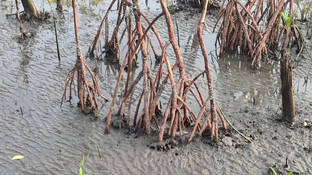 Mangrove tree roots in mudflat