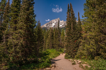 Fototapeta premium A hiking trail deep in the Wyoming Woods