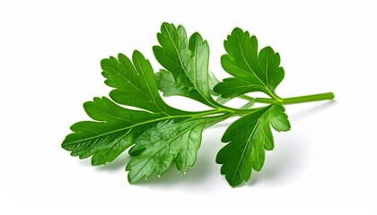 Obraz premium Fresh Green Parsley Branch with Detailed Leaves Isolated on White Background for Healthy Food Recipes and Culinary Design