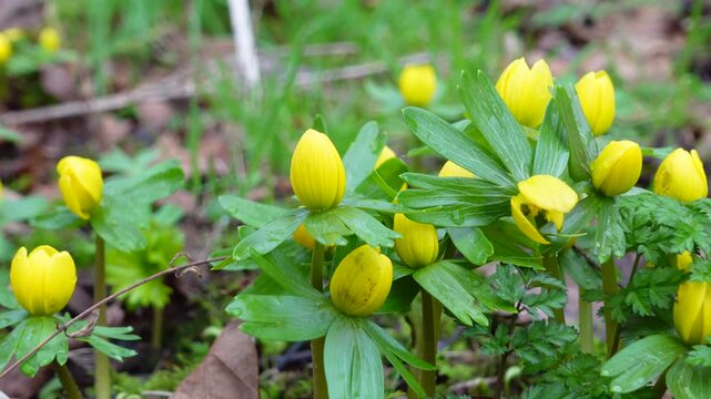 Slow zoom on yellow winter aconite flowers, spring scene