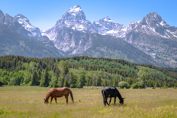 Obraz premium Horses graze in front of the highest peaks of the Tetons in Wyoming
