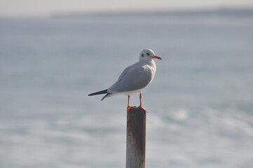 Obraz premium The beautiful bird Larus ridibundus (Black-headed Gull) in the natural environment