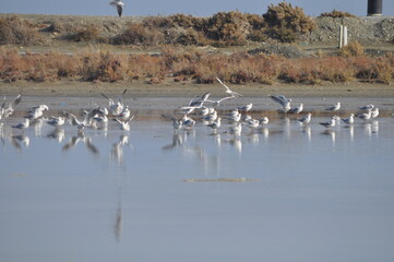 The beautiful bird Larus ridibundus (Black-headed Gull) in the natural environment