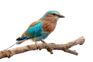 Fototapeta premium PNG Colorful bird perched branch