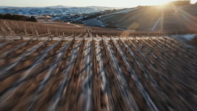Vineyard with rows of vines, blurred foreground, sunburst, and distant hills