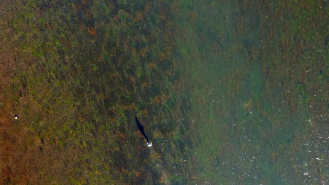 Aerial view of a fly fisherman fishing for trout in autumn in Idaho on the Henry's Fork River.