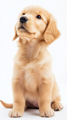 Fototapeta premium Golden Retriever Puppy in a Sunlit Meadow – Heartwarming National Puppy Day Concept 