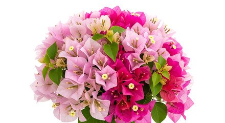Vibrant pink and purple bougainvillea flowers in full bloom
