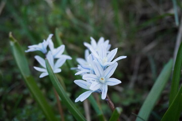 Puschkinia Libanotica (Striped Squill) in spring