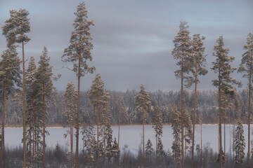 Winter forest landscape with tall pine trees and frozen lake in the background. Snow-covered woodland under soft cold light, calm natural scenery and seasonal wilderness.