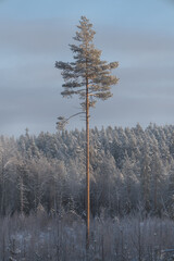 A lone, tall pine tree in a vacant lot. A forest is in the background. Winter landscape