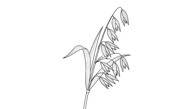 Detailed black and white botanical illustration depicts a stalk of oats with several seed heads in a classic scientific style.