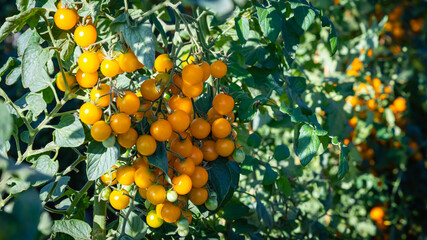 Fototapeta premium Yellow Tomatoes Grow on a Vine in a Sunny Garden During Late Summer Near a Farm