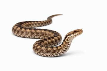 Obraz premium Viper Head Slightly Raised Non-Aggressive Stance Full Body Isolated on White Background