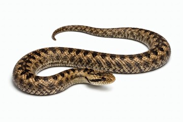 Fototapeta premium Viper Lying in Gentle Curved Position Neutral Posture Isolated on White Background
