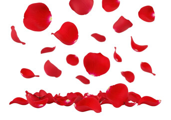 Romantic red rose petals falling gracefully isolated on black background isolated on transparent background