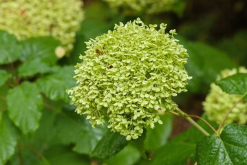 Plant list 2025 - Hydrangea arborescens (Annabelle)