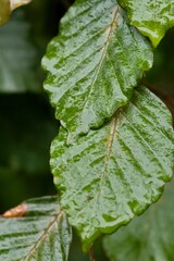 Plant list 2025 - Fagus sylvatica (Black Swan)
