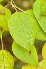 Plant list 2025 - Clerodendrum trichotomum (var. fargesii)