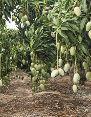 Fresh Mango Orchard Trees with Ripe Fruit Hanging on Branches © ChuThi