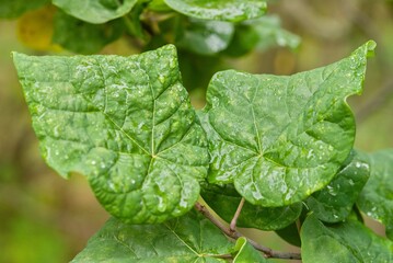 Plant list 2025 - Cercis canadensis (Little Woody)