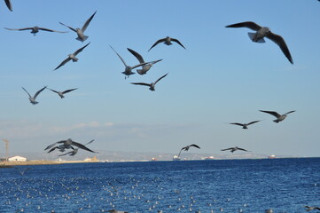 The beautiful bird Larus ridibundus (Black-headed Gull) in the natural environment