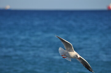 The beautiful bird Larus ridibundus (Black-headed Gull) in the natural environment