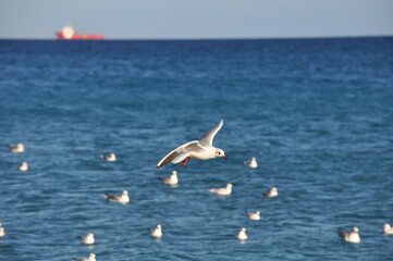 Naklejka premium The beautiful bird Larus ridibundus (Black-headed Gull) in the natural environment