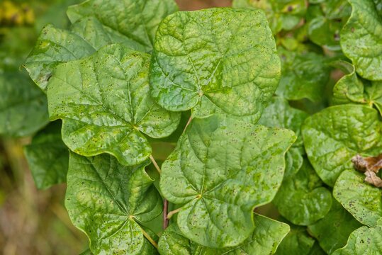 Plant list 2025 - Cercis canadensis (Little Woody)