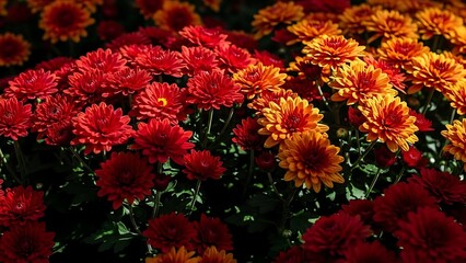 Vibrant chrysanthemum flowers in red and orange hues 