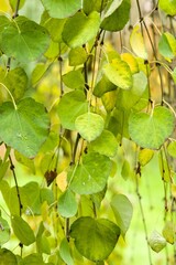 Plant list 2025 - Cercidiphyllum japonicum (Pendulum)