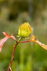 Plant list 2025 - Hibiscus moscheutos (Kopper King)
