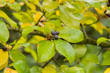 Plant list 2025 - Nyssa sylvatica