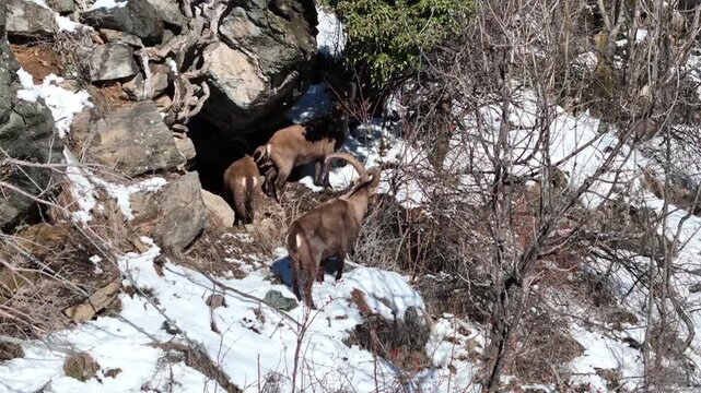 Aerial view of a group of ibex with striking horns gracefully navigating a rocky, snow-dusted mountainside, Exilles, Piemonte, Italy.