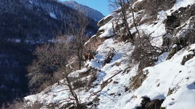 Aerial view of snow-capped mountains of Val Susa, where a mountain goat makes its way through the rocky terrain with sparse trees, Exilles, Piemonte, Italy.