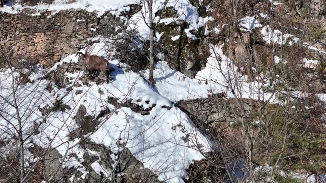 Aerial view of an Ibex standing on snow covered rocks amidst a rugged, mountainous landscape with trees, Exilles, Piemonte, Italy.