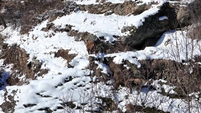 Aerial view of two majestic ibex standing amidst the rugged, snow-dusted mountain terrain, creating a striking contrast of brown fur against the white snow, Exilles, Piemonte, Italy.