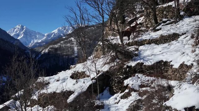 Aerial view of snow-covered mountains and a valley with scattered vegetation, contrasting with a clear blue sky, Exilles, Piemonte, Italy.