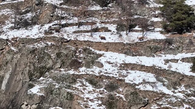 Aerial view of mountain goats navigating the rocky terrain in Val Susa, where snow dusts the landscape, creating a stark contrast, Exilles, Piemonte, Italy.