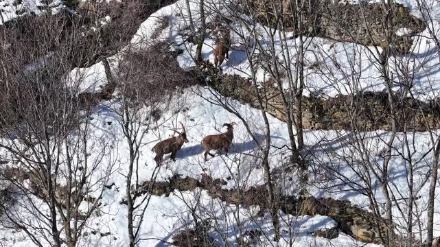 Aerial view of mountain goats traversing the rugged, snow-dusted terrain of Val Susa, their brown coats contrasting against the white landscape, Exilles, Piemonte, Italy.