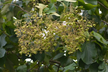 Green seed pod panicle hanging from tree with lush leaves background