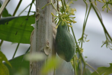 Unripe green papaya fruits hanging on tree with tropical foliage