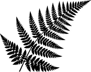Detailed black fern leaf silhouette on white background, botanical element for nature themed design © Muhammad