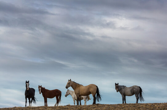Horse in Argentina